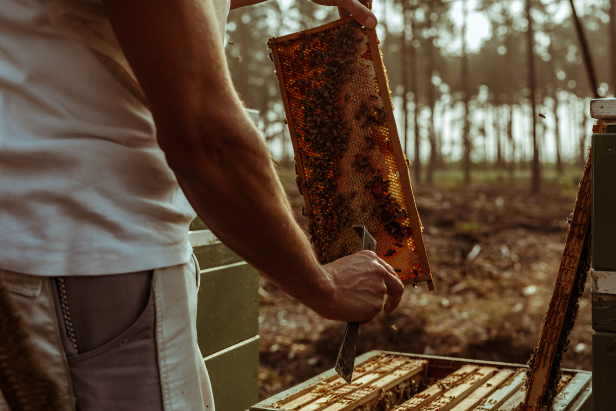 Bild 9: beekeeping