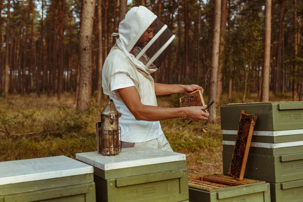 Bild 6: beekeeping