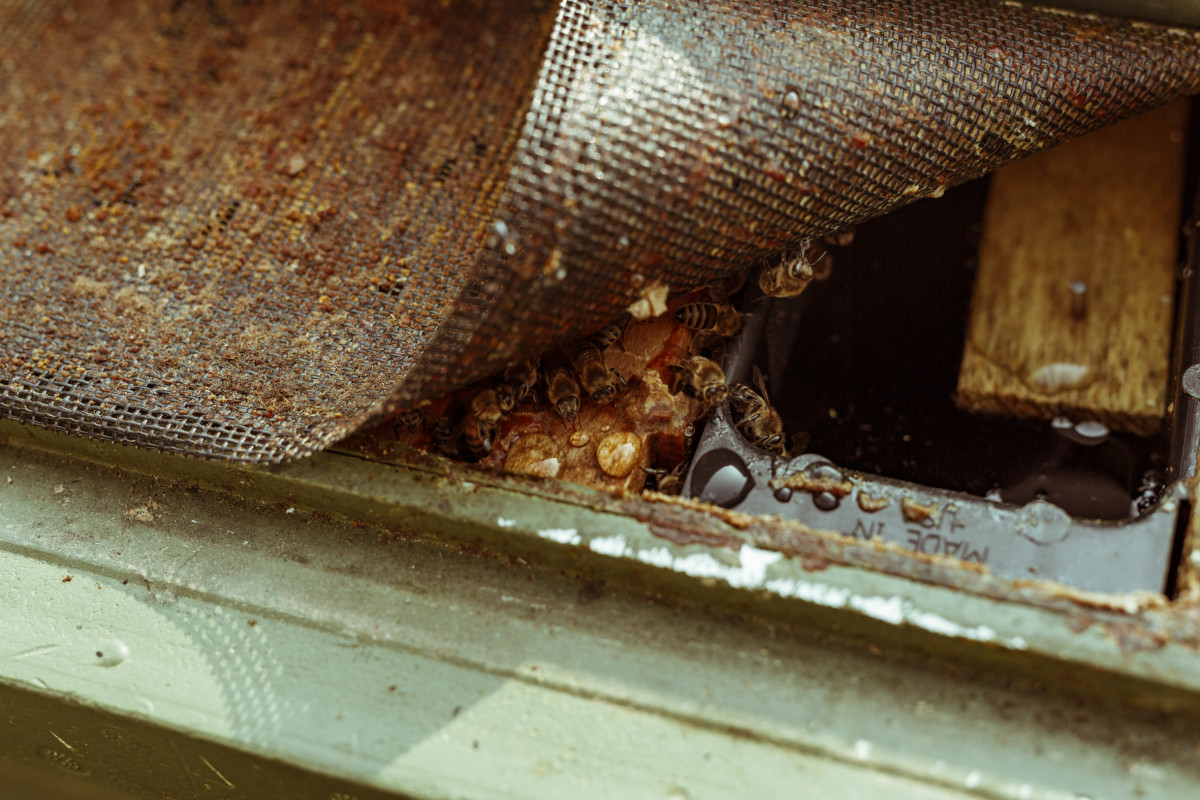 Bild 12: beekeeping
