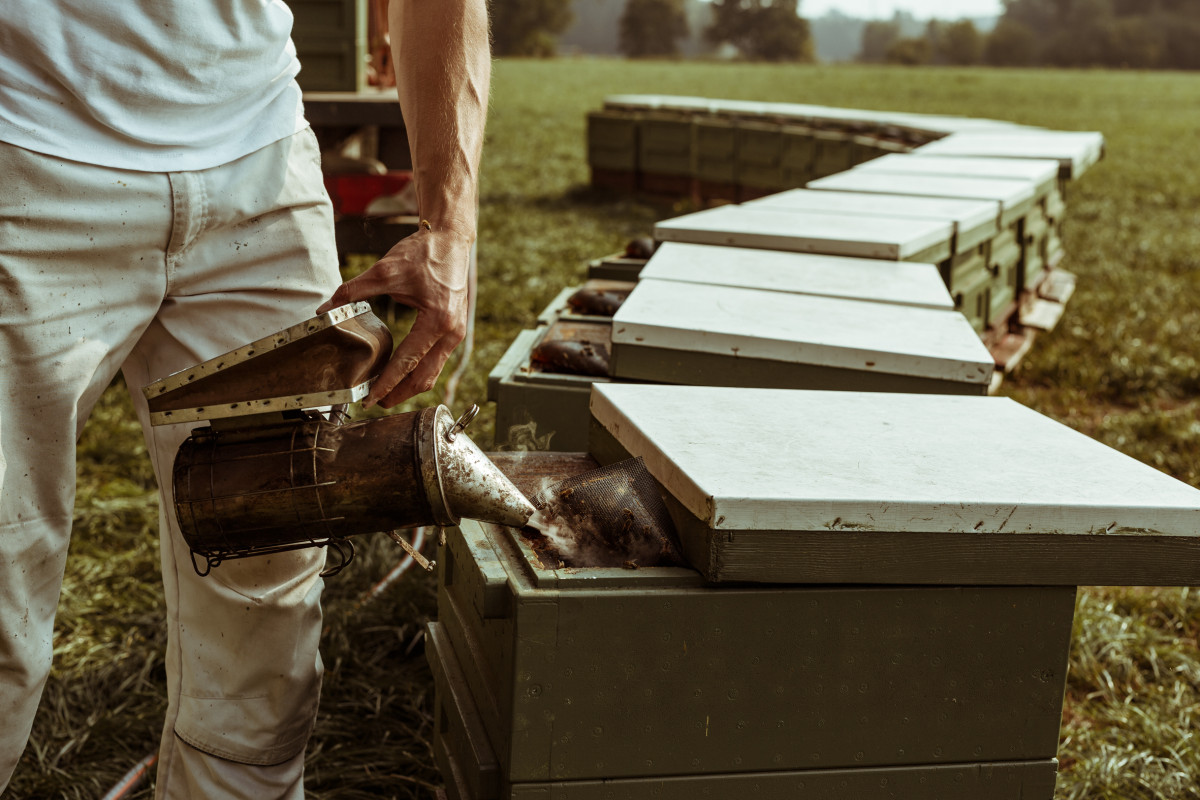 Bild 11: beekeeping