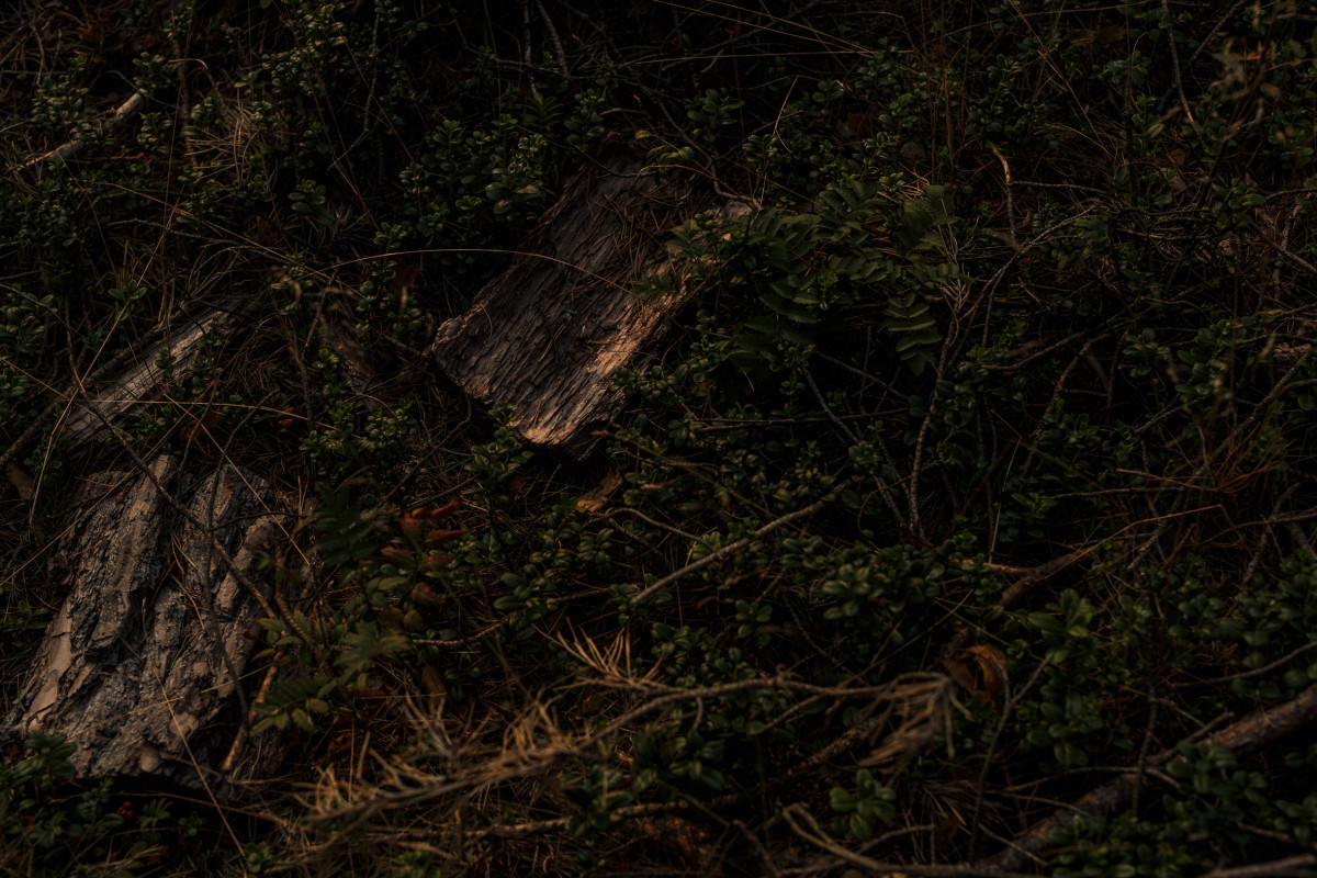 Image 4: beekeeping