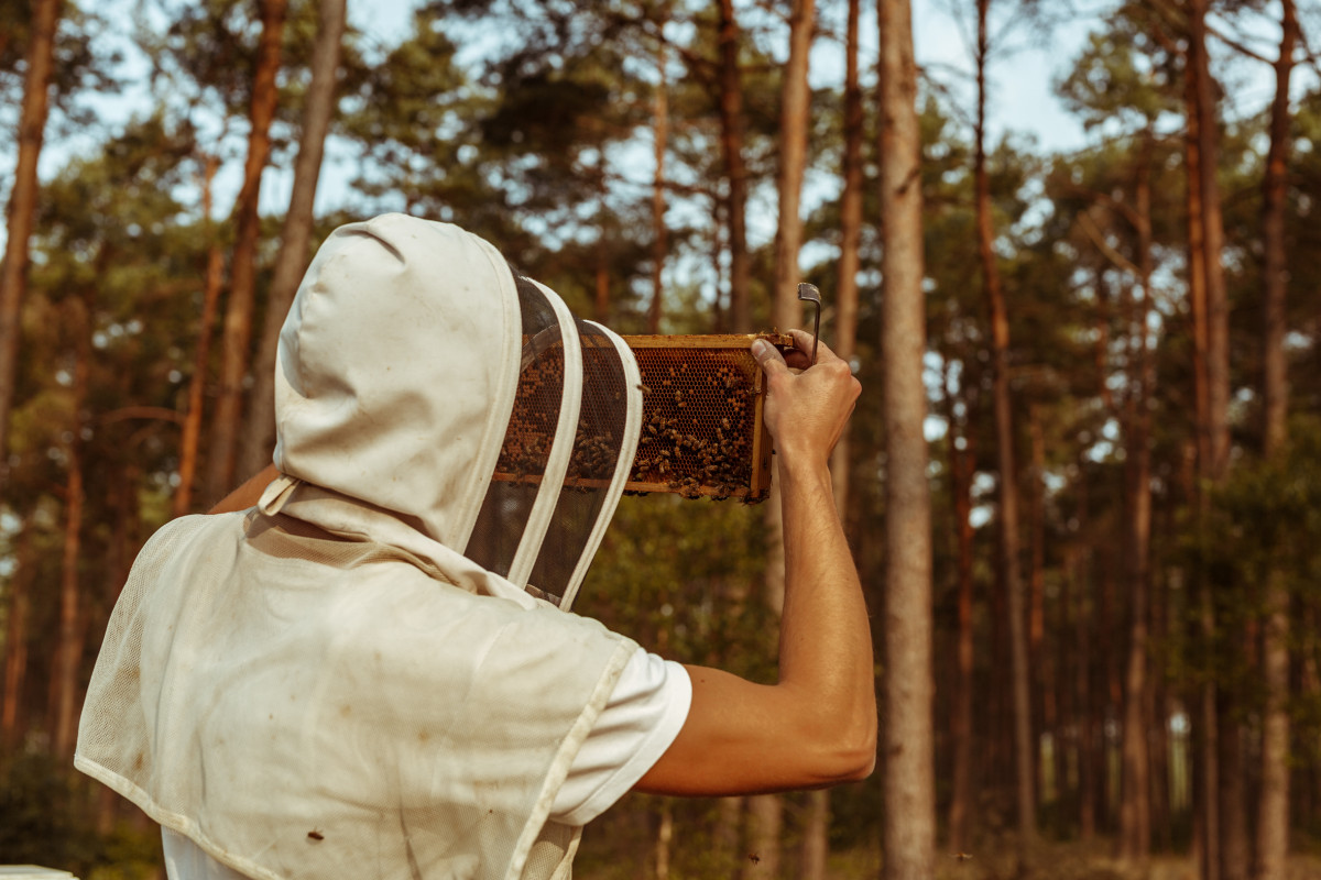 Bild 8: beekeeping