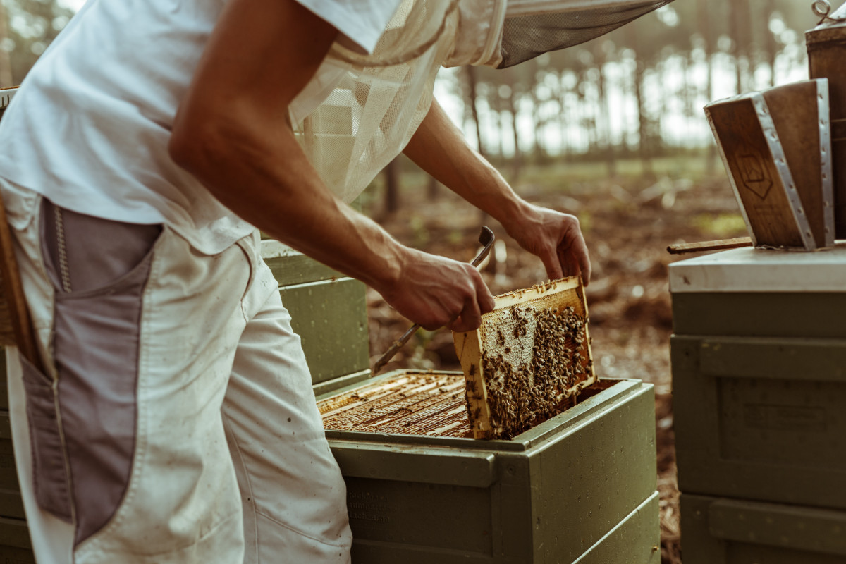 Bild 10: beekeeping