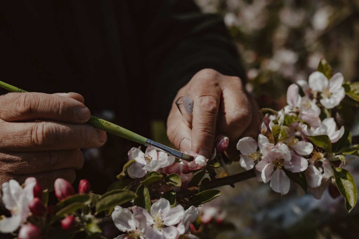 Image 6: Der Apfelbirnenzüchter
