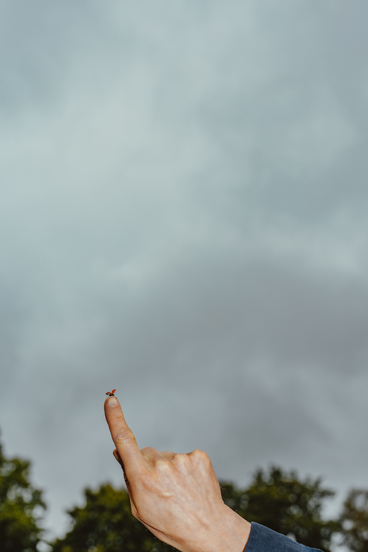 Image 1: Der E-Wolf aus Tarmstedt