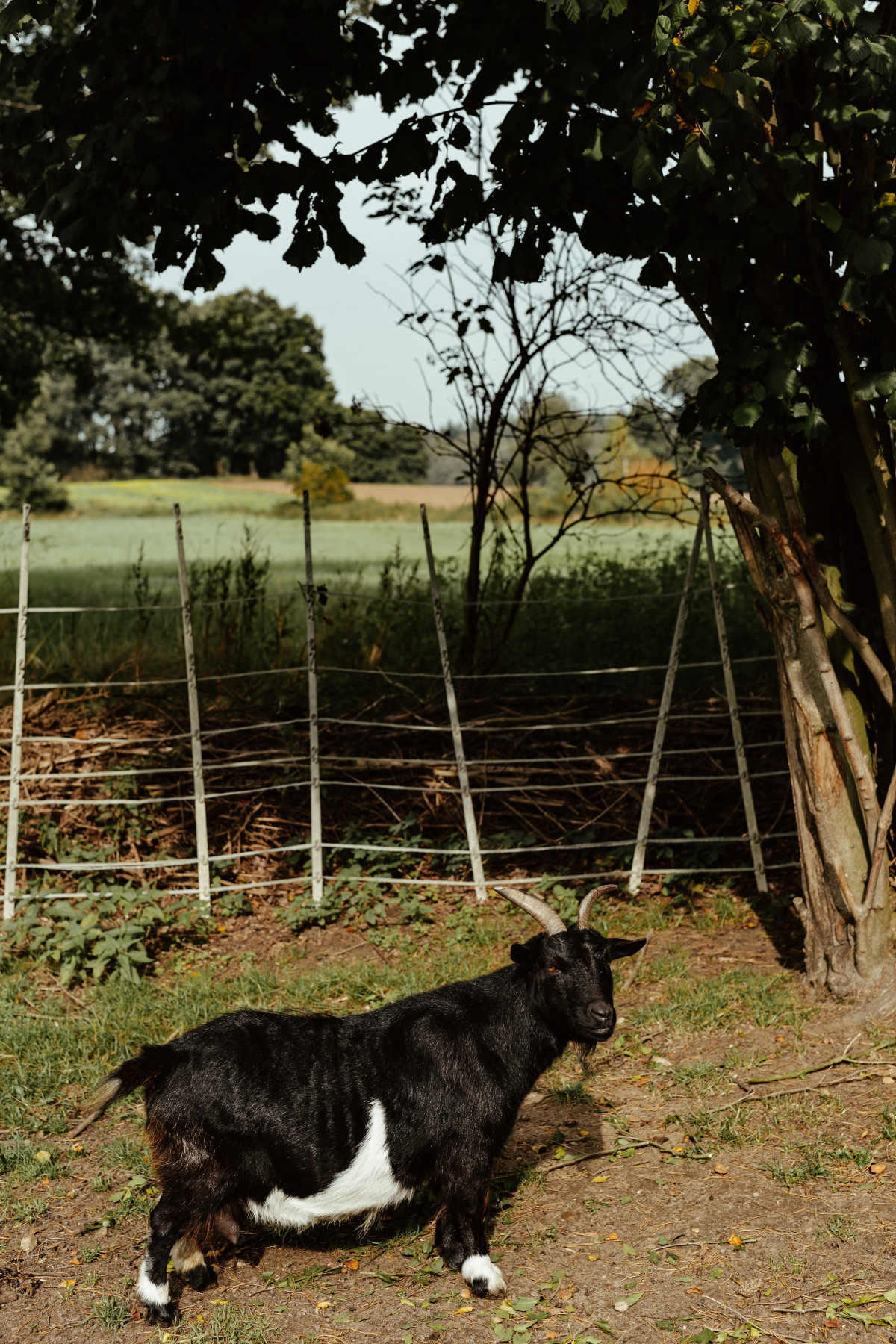 Bild 8: Die Eremitin