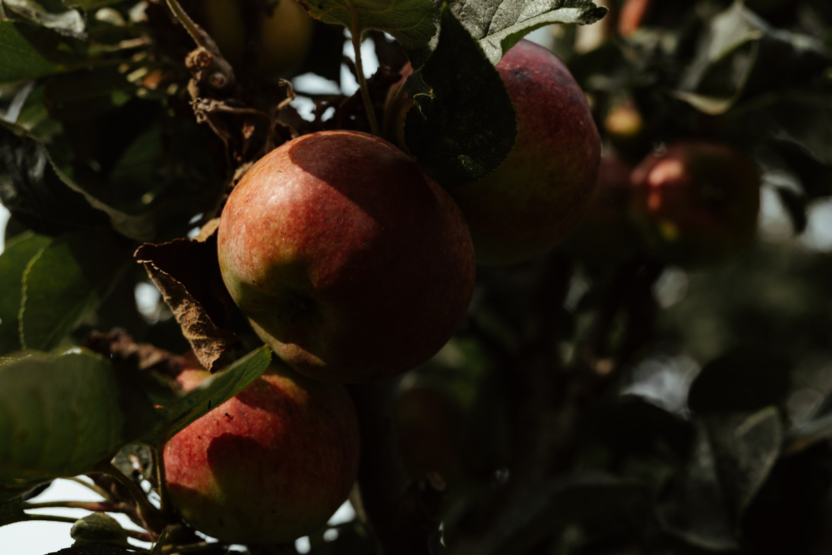 Bild 7: Die Eremitin