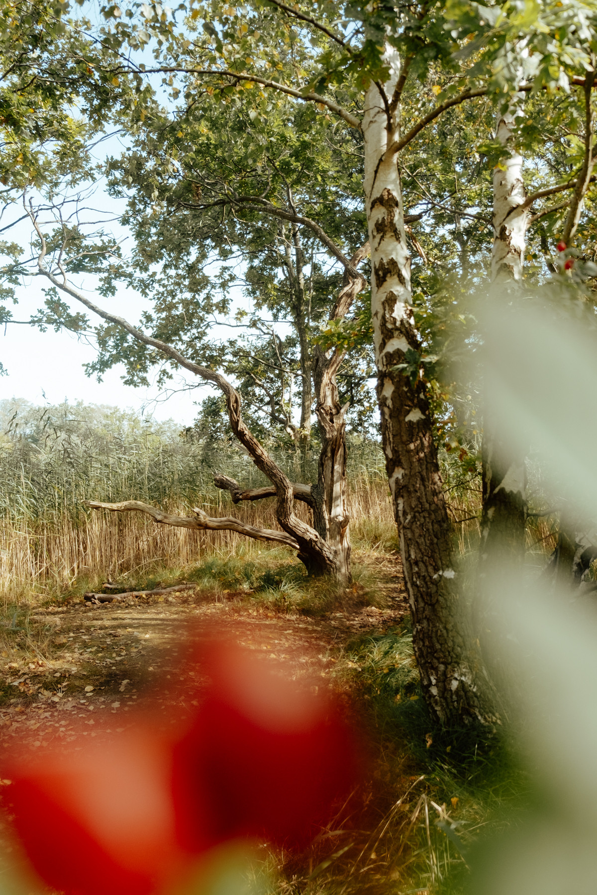 Bild 12: Fehmarn