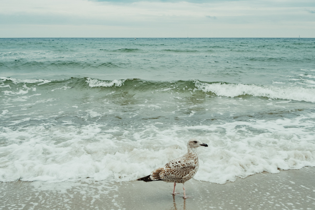 Bild 3: Fehmarn