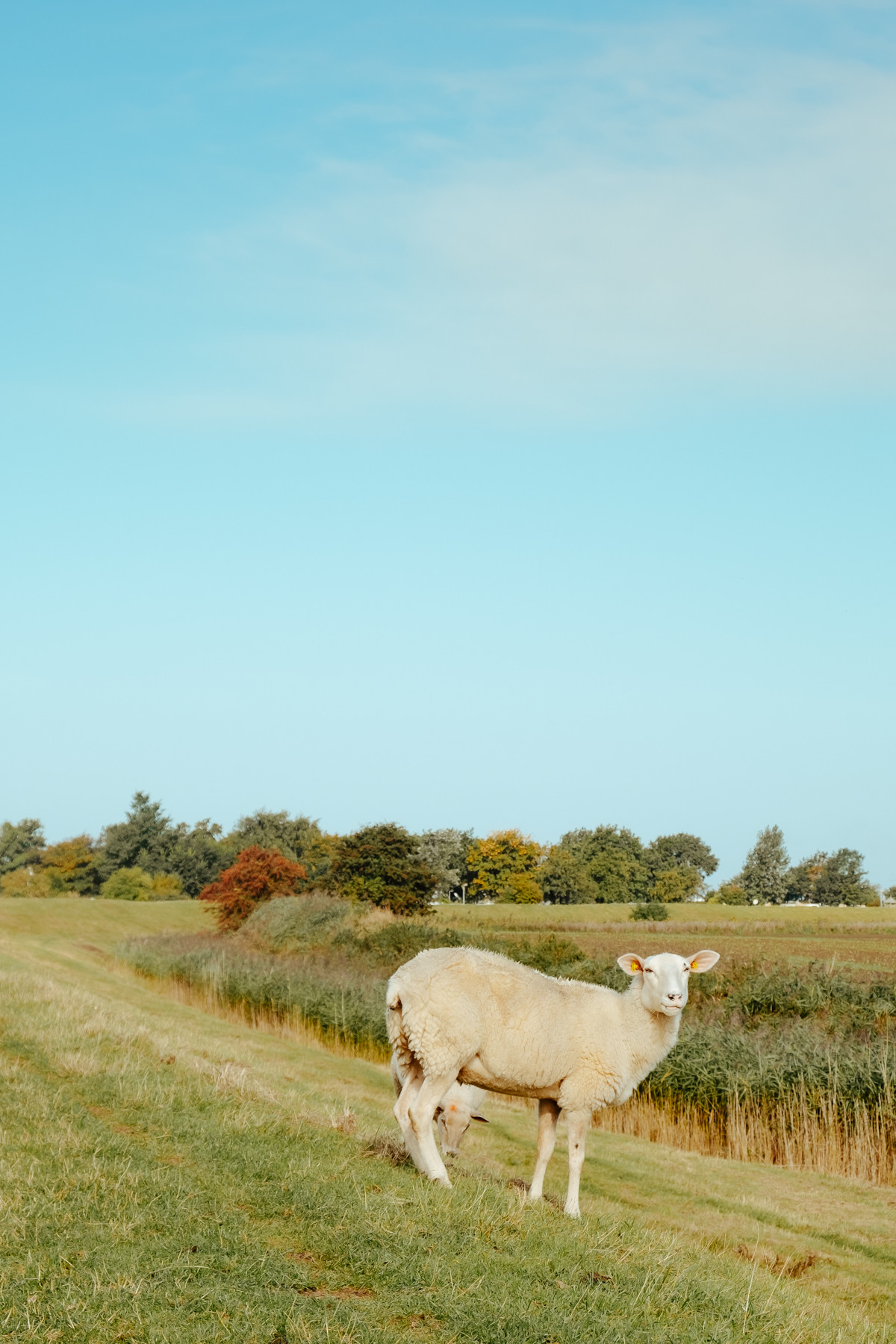 Bild 9: Fehmarn