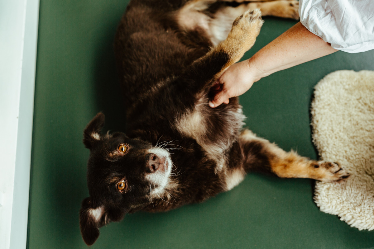 Bild 2: geliebtes Tier