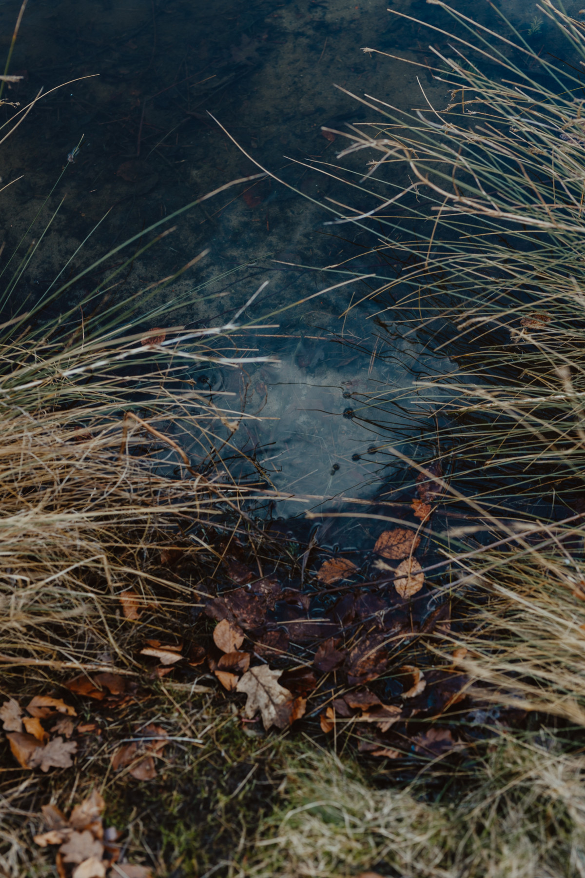 Image 11: Hamburgs Parks