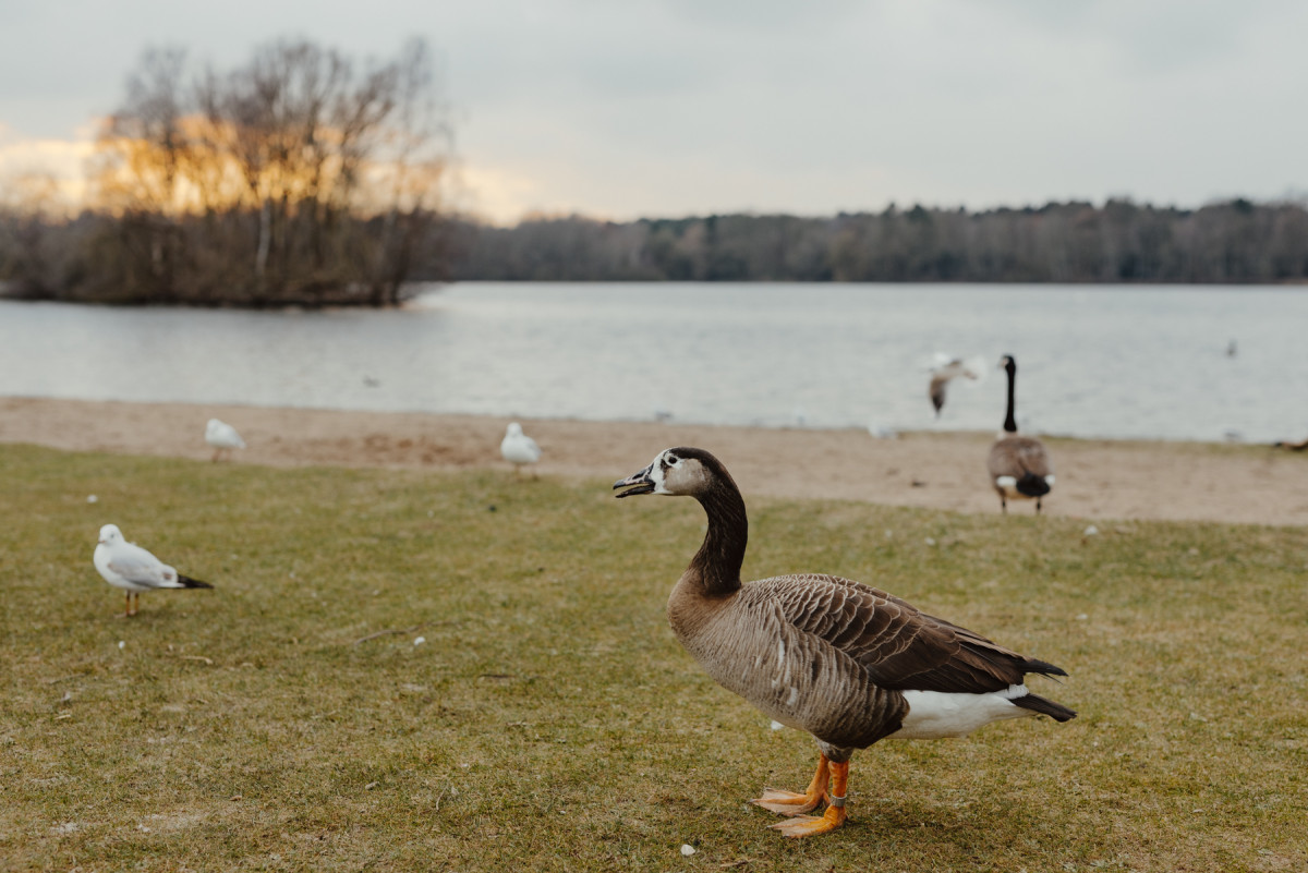 Image 12: Hamburgs Parks