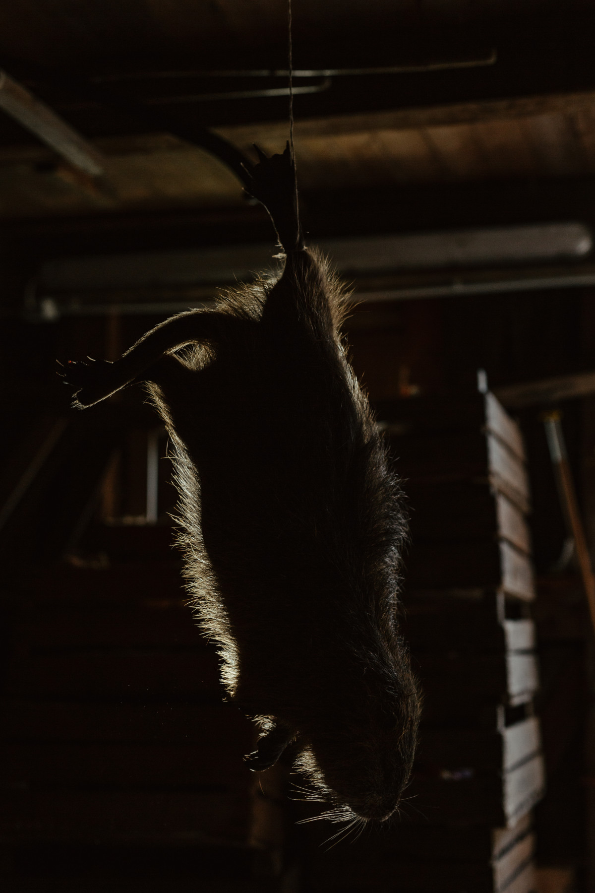 Bild 1: Nutria