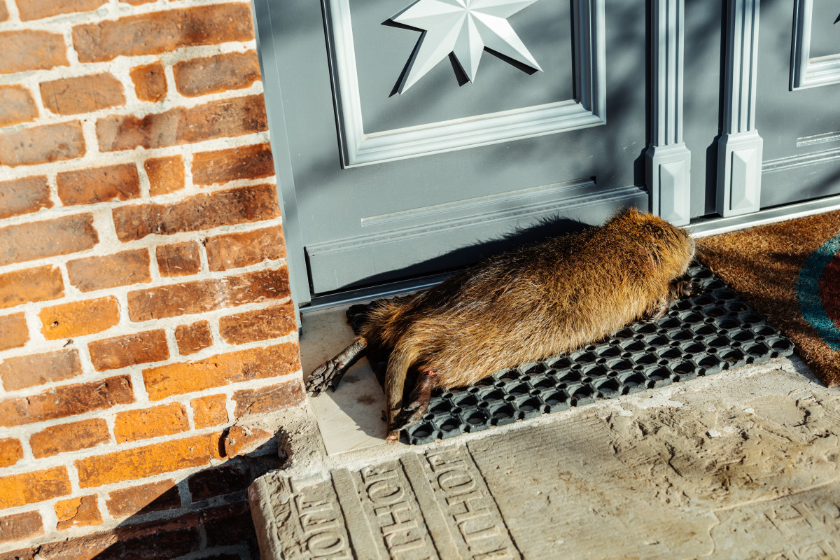 Bild 2: Nutria
