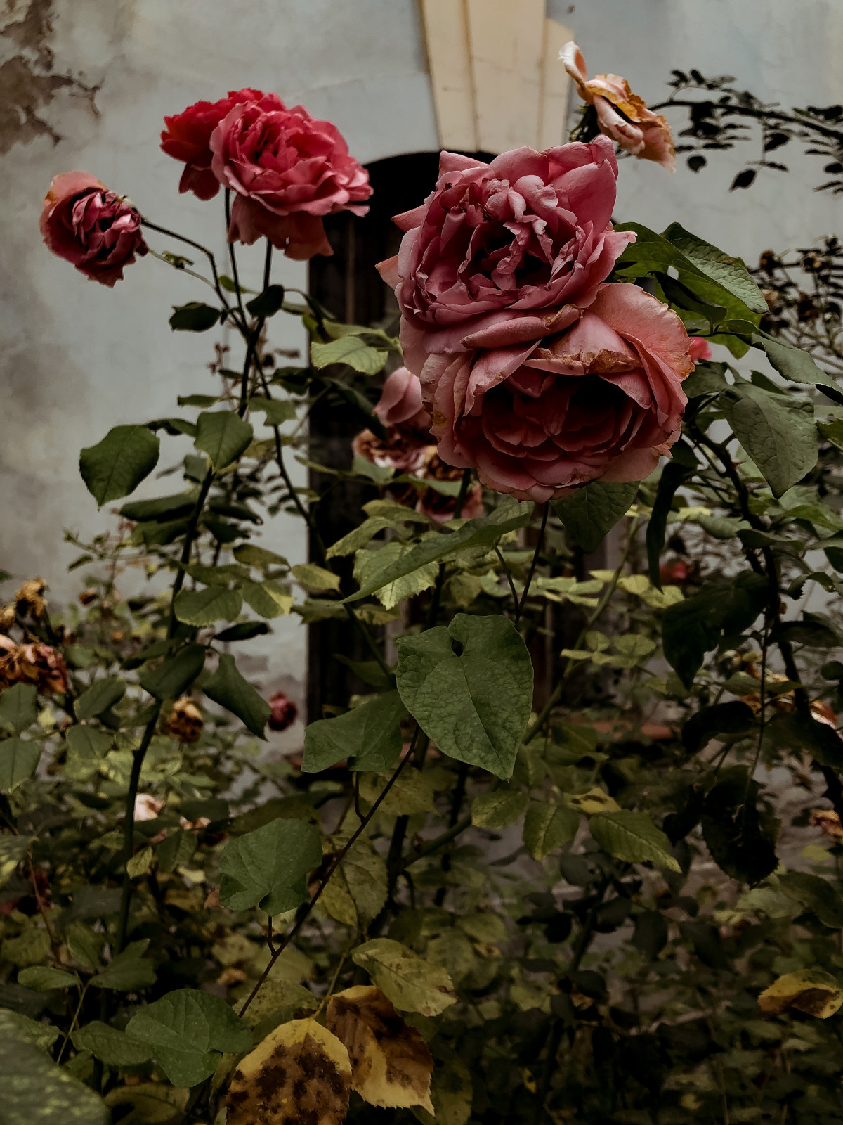Image 13: SARAJEVO