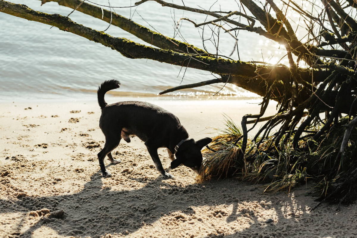 Image 4: Smutje aus Hamburg