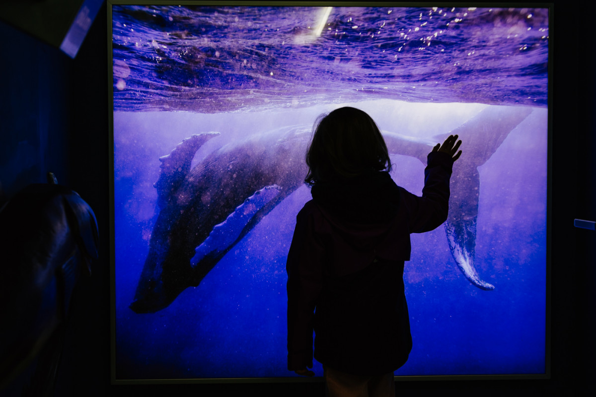 Image 7: Toni und die Seehunde