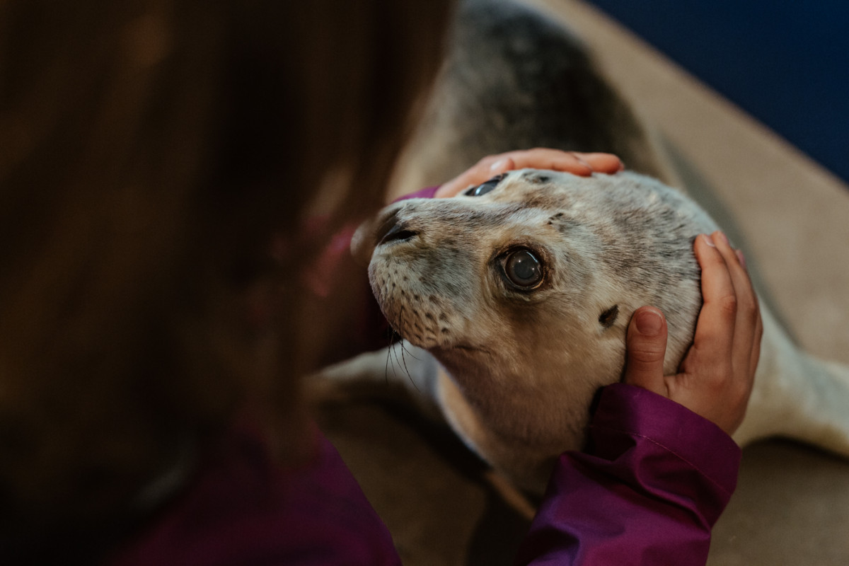 Image 10: Toni und die Seehunde