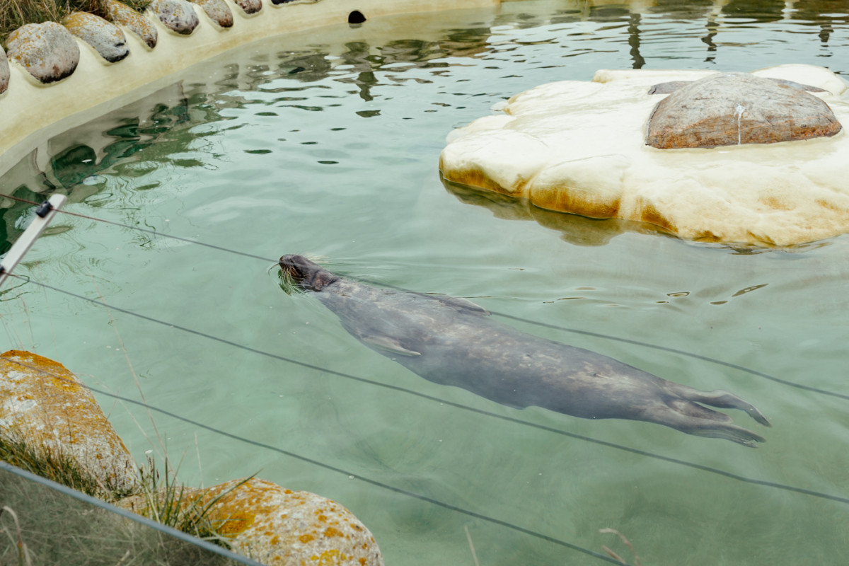 Image 5: Toni und die Seehunde