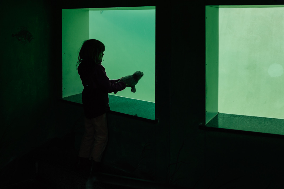 Bild 11: Toni und die Seehunde