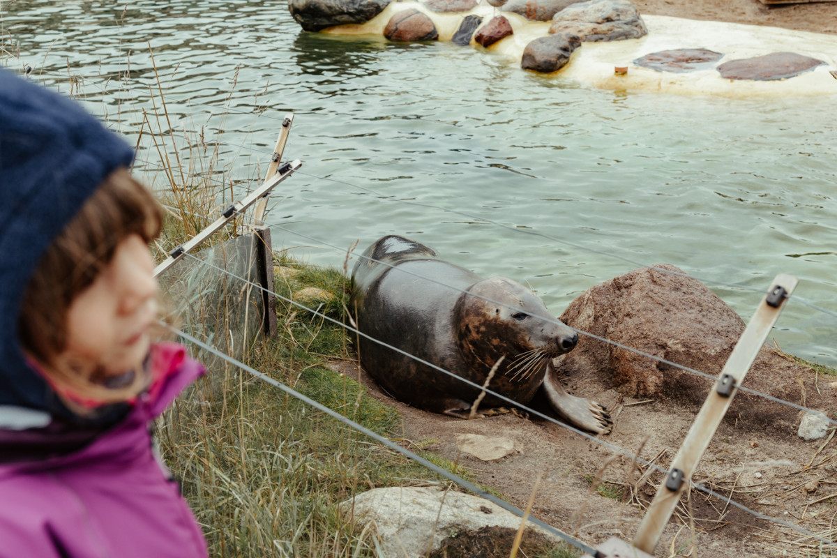 Bild 4: Toni und die Seehunde