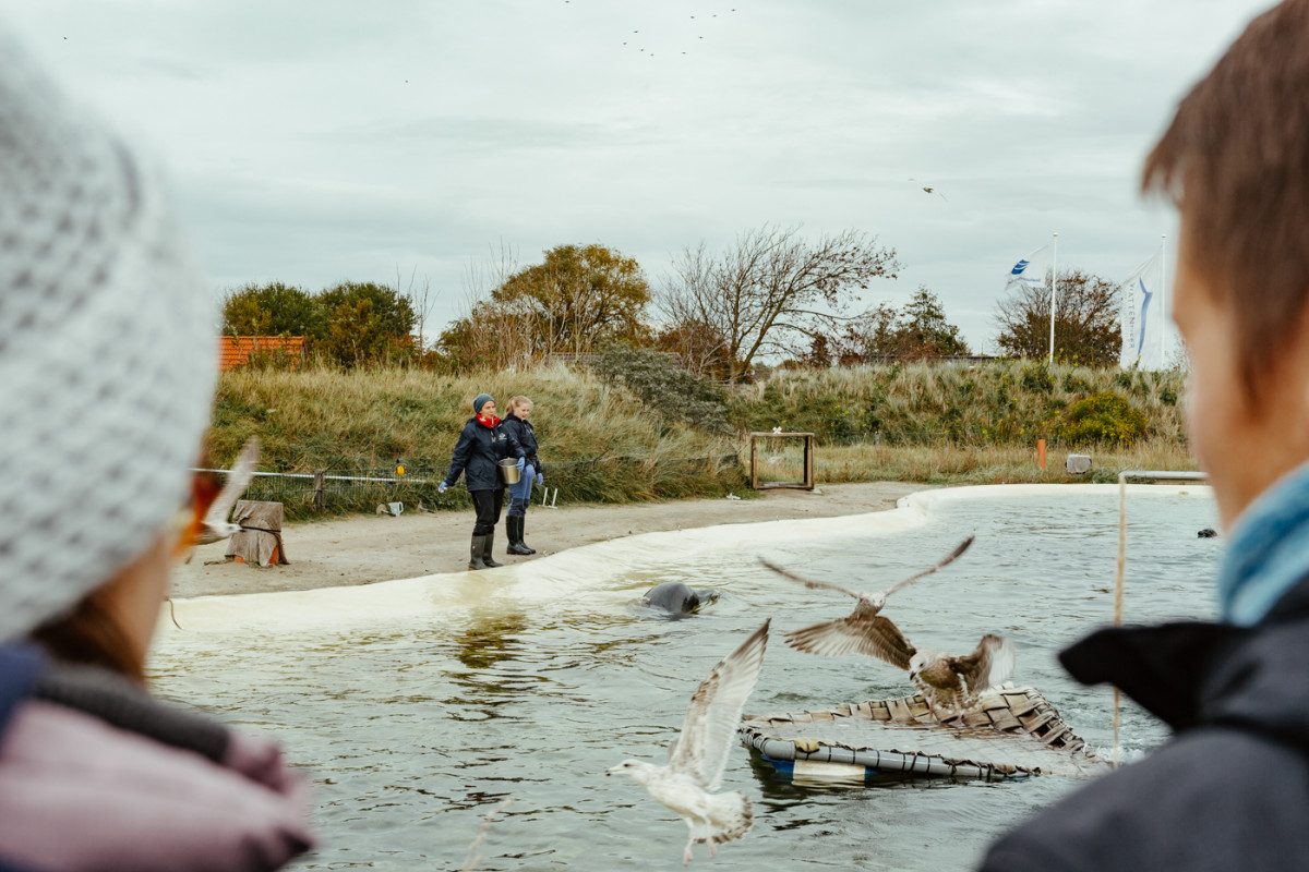 Bild 3: Toni und die Seehunde