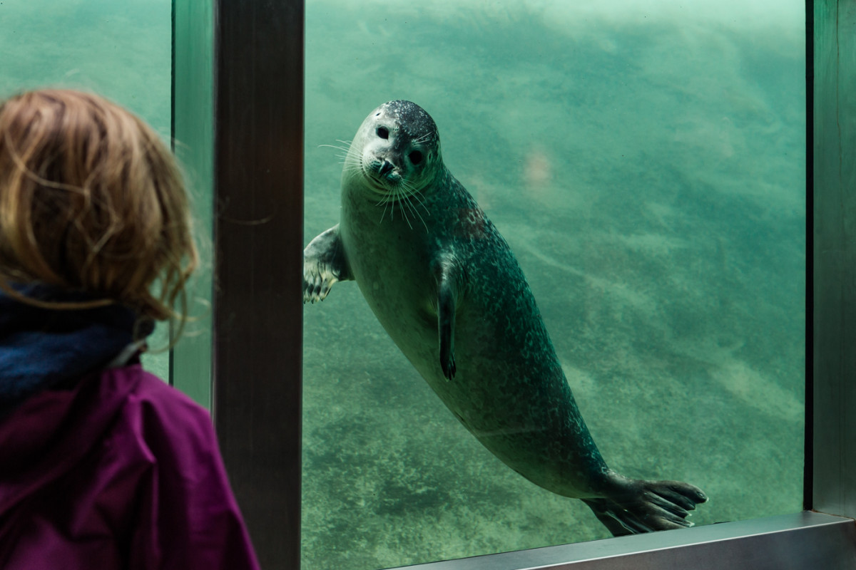 Image 6: Toni und die Seehunde