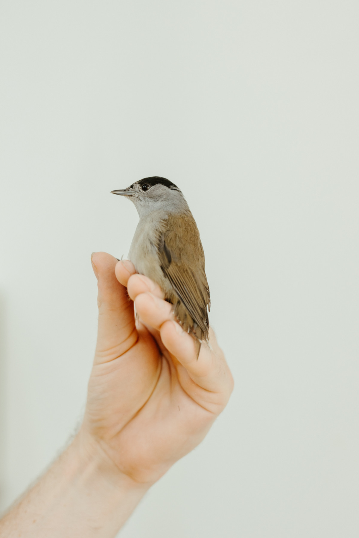 Image 8: Vogelwarte Helgoland