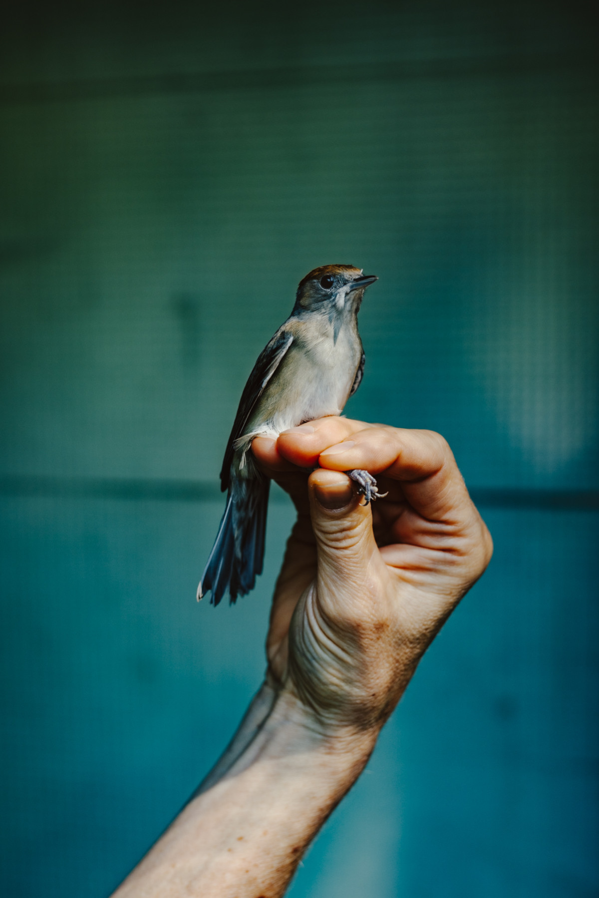Bild 1: Vogelwarte Helgoland